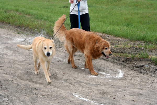 dog run2_web