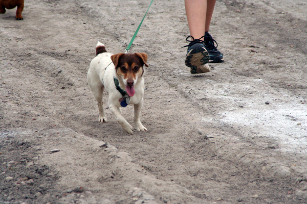 dog small2_web