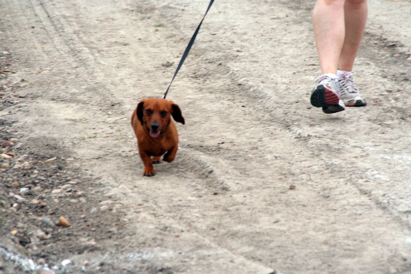 dog weiner_web