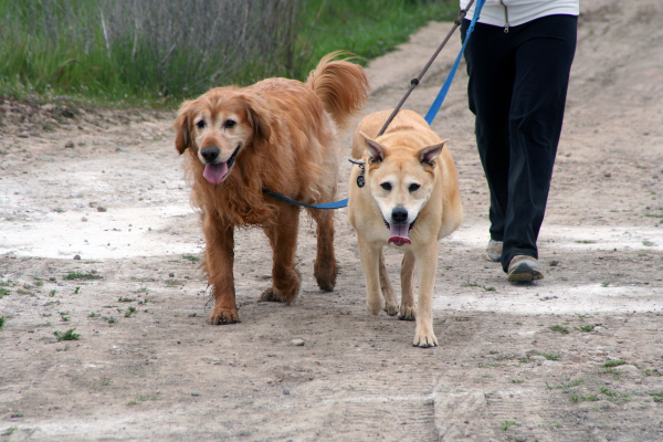 dogs golden1_web