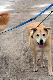 dog golden nice_web