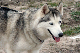 dog husky nice_web