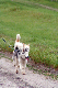 dog husky1_web