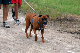 dog rott nice_web