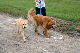 dog run2_web