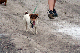 dog small2_web