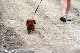dog weiner_web
