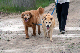 dogs golden1_web