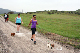 dogs small3_web