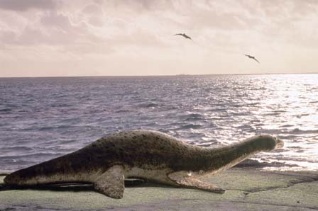 Cryptoclidus probably sunned on the beach and escaped the jaws of Liopleurodon.