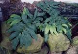 Dryopteris sieboldii