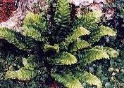 Phyllitis scolopendrium