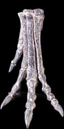 Othnielia