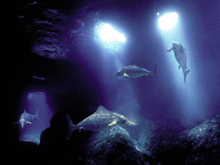 Ophthalmosaurus pups hiding from predators in a cave. It gave birth to live young.