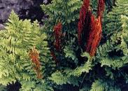 Osmunda regalis 