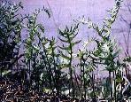 Polypodium californicum