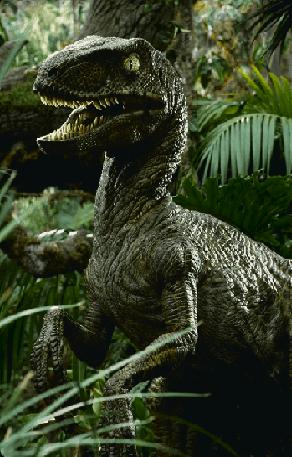 Velociraptor