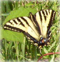 Tiger Swallowtail