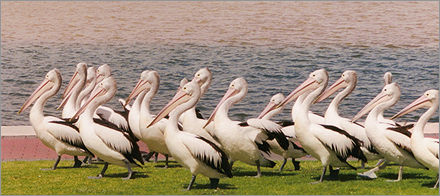 Pelicans, Byron Bay, Australia