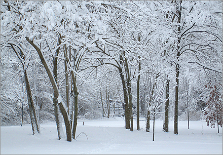 Alapocas Woods in the snow