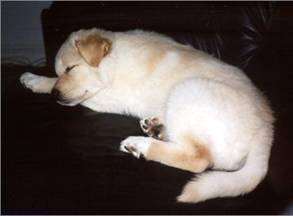 Bailey