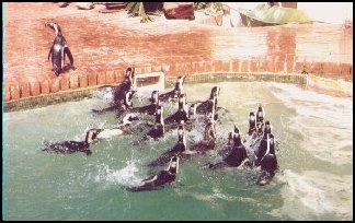 pengpool.jpg (23562 bytes)