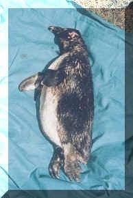 penguindead.jpg (20897 bytes)