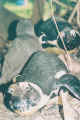v20.jpg (89332 bytes)