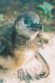 v21.jpg (66922 bytes)