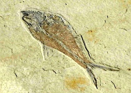 Fish Fossil&nbsp;&nbsp;&nbsp;&nbsp; SOURCE: http://www.mr-damon.com/photo_album/fossils/fish_fossil.jpg