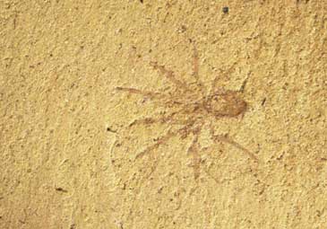 Spider Fossil&nbsp;&nbsp;&nbsp;&nbsp; SOURCE: http://www.museum.vic.gov.au/spidersparlour/images/fossil.jpg