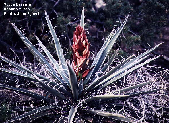 /user/Yucca_baccata-2.jpg