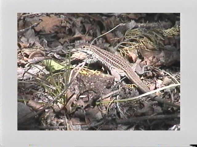 /user/lizard.jpg