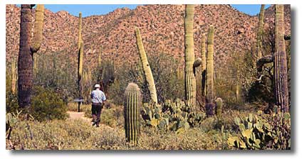 /user/saguaro.jpg