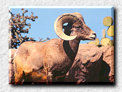 /user/sheep2.jpg