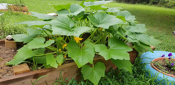 Squash plants in the Polar Garden.