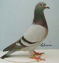 a pigeon