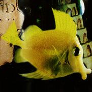 babelfish