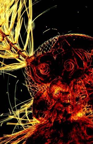 Bugs Up Close
