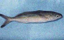 The Prefectural Fish