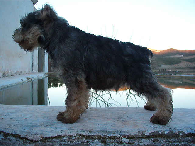 LEODEJELOVA