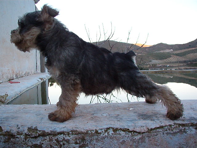 LEONCIODEJELOVA