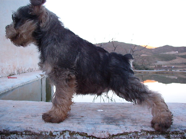 LEONDEJELOVA