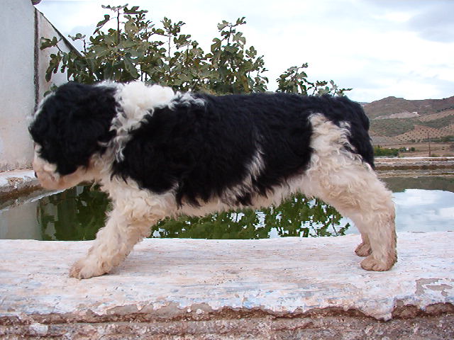 MOIKA DE JELOVA ( AE-708- X )