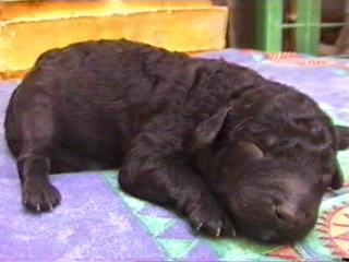 PICHIALBILLA DE JELOVA : 14/07/02