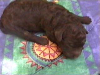 PICHIBLANCO DE JELOVA: 14/07/02