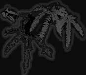 image loading...