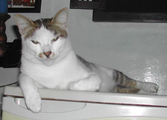 Moby Amayadori, October 2004