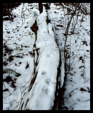 dogprints