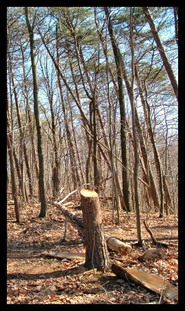 treedown